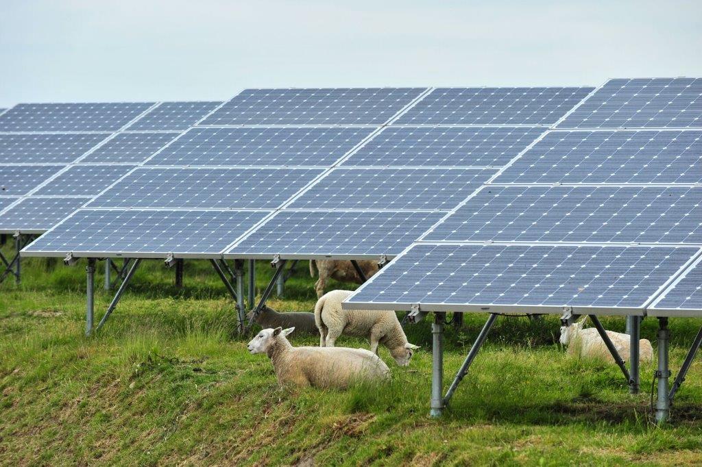 Sheep grazing between rows of solar panels in Belgium